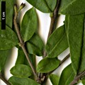 SpeciesSub: var. regelianum